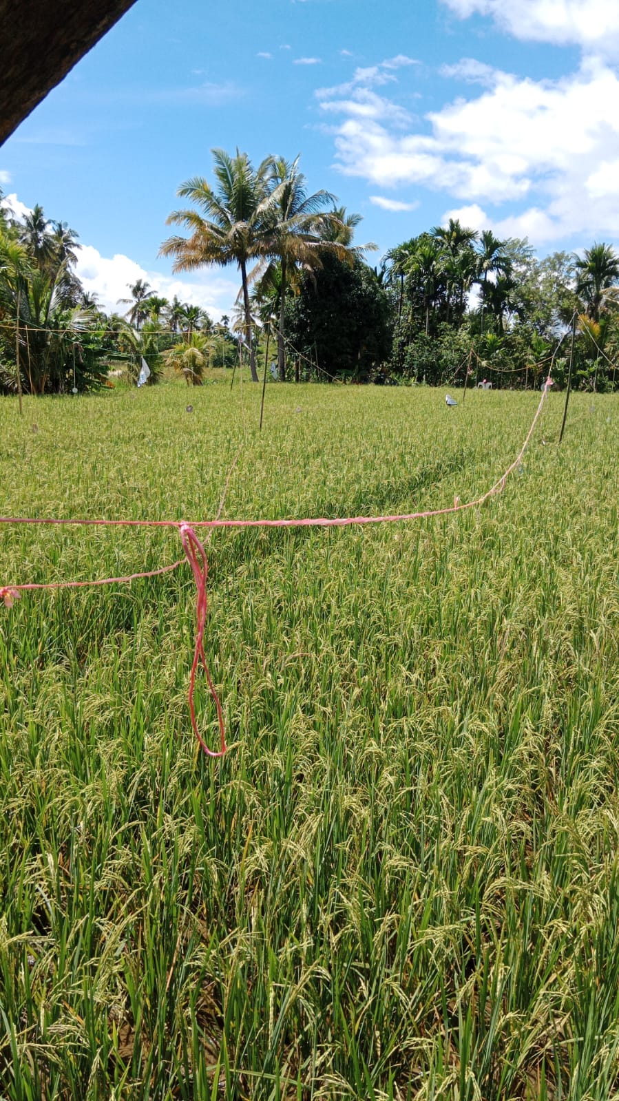 poto sawah pertanian